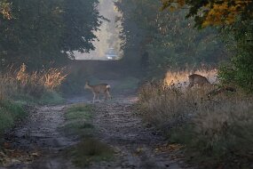 IMG_9286