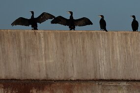 IMG_9303