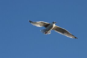 IMG_9313