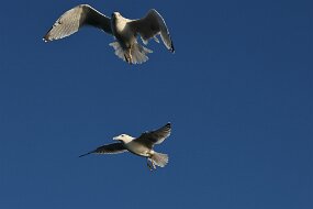 IMG_9330