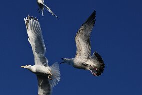 IMG_9332