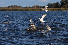 IMG_9335