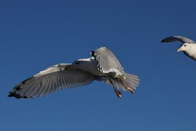 IMG_9337