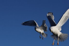 IMG_9339