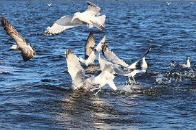 IMG_9344