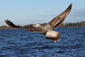 IMG_9351