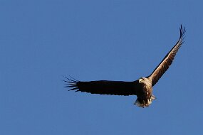 IMG_9385