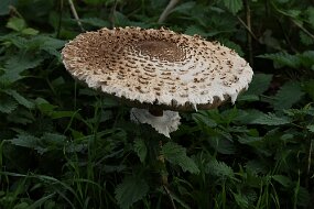 IMG_0017