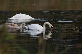IMG_0020