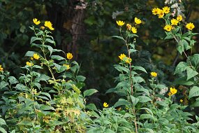 IMG_0028