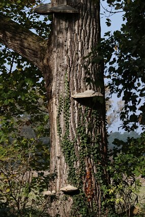 IMG_0033