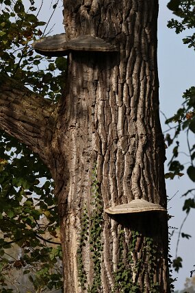 IMG_0036