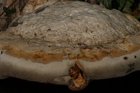 IMG_0038