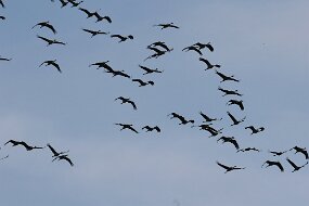 IMG_0041
