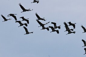 IMG_0042