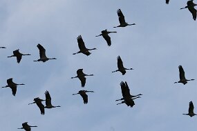 IMG_0046