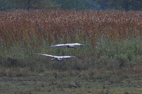 IMG_0065