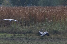 IMG_0069