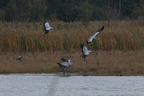 IMG_0088