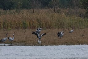 IMG_0089